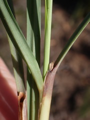 Cymbopogon pospischilii