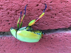 Chrysina macropus