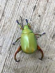 Chrysina macropus