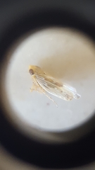 Cicadellidae