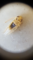 Cicadellidae
