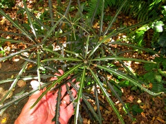 Plerandra elegantissima