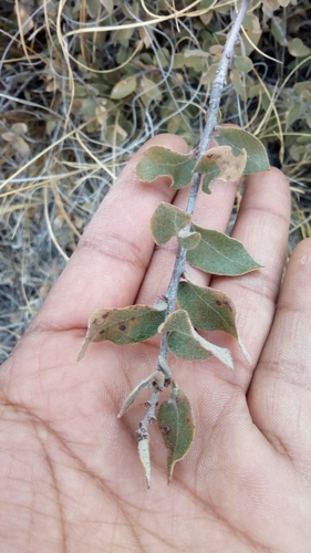 Quercus striatula (Quercus striatula)
