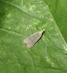 Dichomeris punctidiscellus