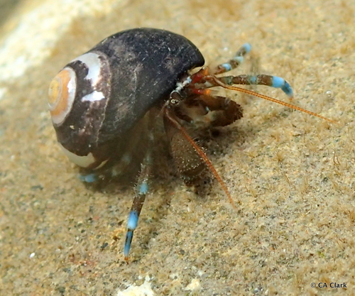 Blueband Hermit Crab, photo 2 of 8