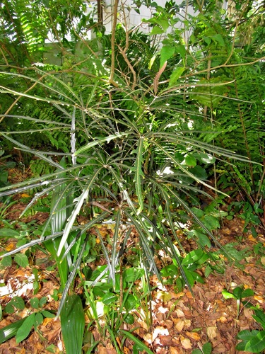 Plerandra elegantissima