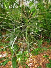 Plerandra elegantissima