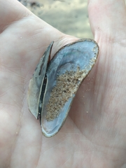 Geukensia demissa