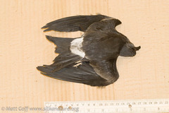 Hydrobates leucorhous