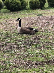 Branta canadensis