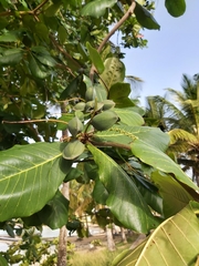 Terminalia catappa