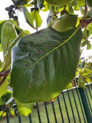 Terminalia catappa