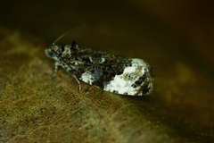 Apotomis sororculana
