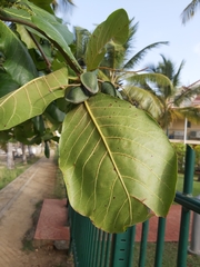 Terminalia catappa