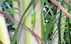 Phelsuma andamanensis