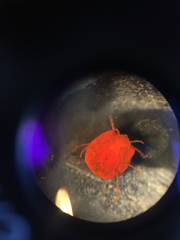 Limnochares aquatica