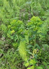 Euphorbia jenisseiensis