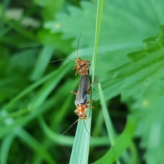 Cantharis livida
