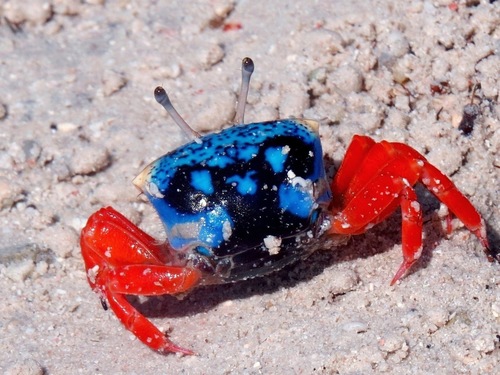 Gelasimus tetragonon