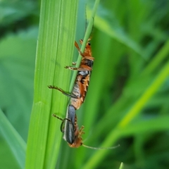 Cantharis livida