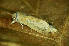 Phragmataecia castaneae