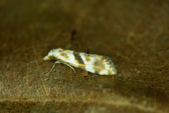 Cochylimorpha woliniana