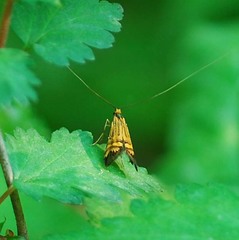 Nemophora staudingerella