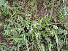 Scutellaria caucasica