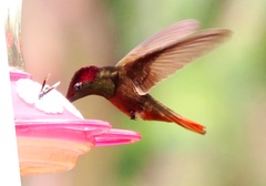 Chrysolampis mosquitus