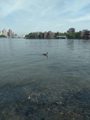 Branta canadensis