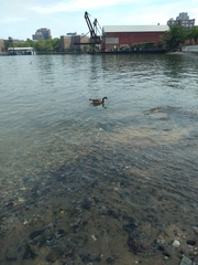 Branta canadensis
