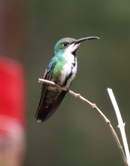 Anthracothorax prevostii