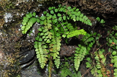 Asplenium adulterinum