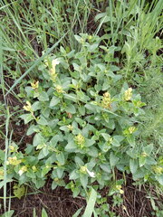 Scutellaria caucasica