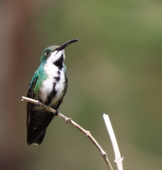 Anthracothorax prevostii