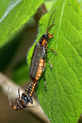 Cantharis xanthoporpa