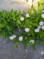 Convolvulus arvensis