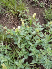 Scutellaria caucasica