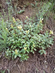 Scutellaria caucasica
