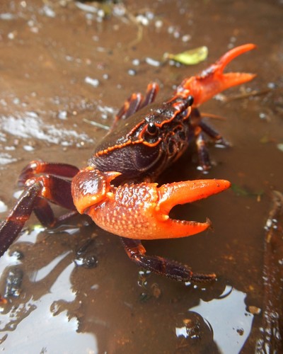 Malayopotamon brevimarginatum