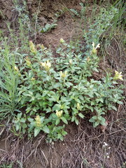 Scutellaria caucasica