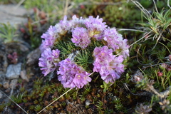 Armeria caespitosa