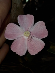 Pavonia rosa-campestris