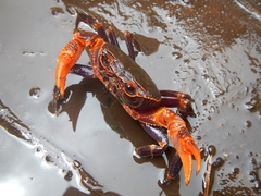 Malayopotamon similis