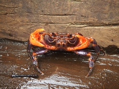 Malayopotamon similis