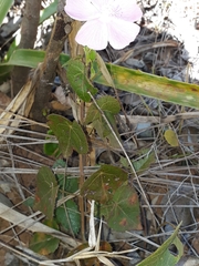 Pavonia rosa-campestris