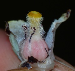 Pityopus californicus