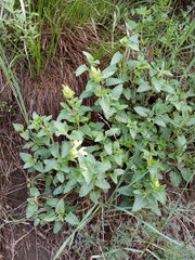 Scutellaria caucasica