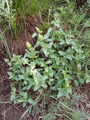 Scutellaria caucasica