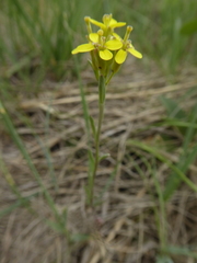 Erysimum inconspicuum